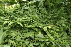 Fern Northern Maidenhair — photo 2